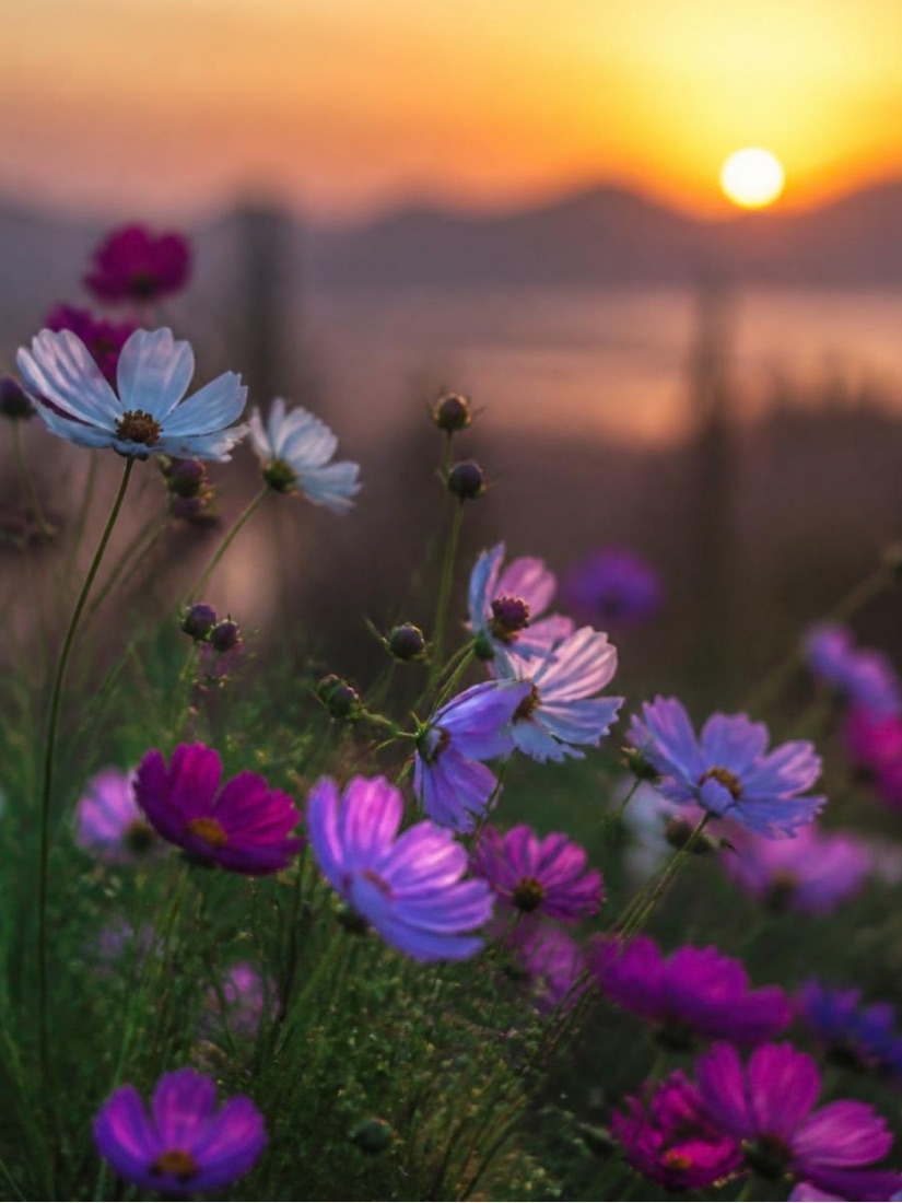 Cosmos flowers in a field at sunset